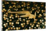 Phoenix, detail inside the lid of a coffer. Japan, 16th-17th century by Anonymous