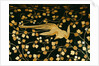 Phoenix, detail inside the lid of a coffer. Japan, 16th-17th century by Anonymous
