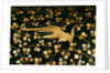 Phoenix, detail inside the lid of a coffer. Japan, 16th-17th century by Anonymous