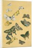 Butterflies. Japan, 19th century by Unknown