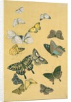 Butterflies. Japan, 19th century by Unknown