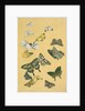 Butterflies. Japan, 19th century by Unknown