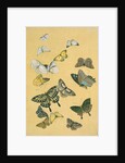 Butterflies. Japan, 19th century by Unknown