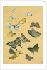 Butterflies. Japan, 19th century by Unknown