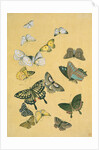 Butterflies. Japan, 19th century by Unknown
