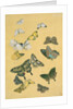 Butterflies. Japan, 19th century by Unknown