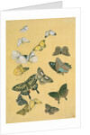 Butterflies. Japan, 19th century by Unknown