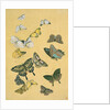 Butterflies. Japan, 19th century by Unknown