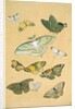 Butterflies. Japan, 19th century by Unknown
