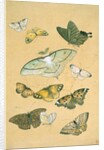 Butterflies. Japan, 19th century by Unknown