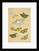 Butterflies. Japan, 19th century by Unknown