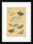 Butterflies. Japan, 19th century by Unknown