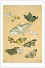 Butterflies. Japan, 19th century by Unknown