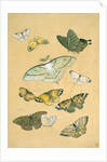 Butterflies. Japan, 19th century by Unknown