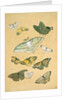 Butterflies. Japan, 19th century by Unknown