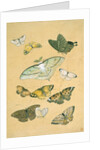 Butterflies. Japan, 19th century by Unknown