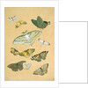 Butterflies. Japan, 19th century by Unknown