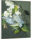 White and blue lilac with moth by Christel Eli