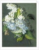 White and blue lilac with moth by Christel Eli