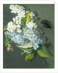 White and blue lilac with moth by Christel Eli