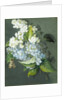 White and blue lilac with moth by Christel Eli