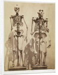 Skeletons by Roger Fenton