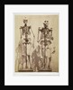 Skeletons by Roger Fenton