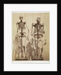 Skeletons by Roger Fenton