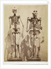 Skeletons by Roger Fenton
