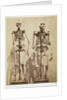 Skeletons by Roger Fenton