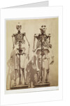 Skeletons by Roger Fenton