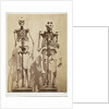 Skeletons by Roger Fenton