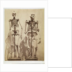 Skeletons by Roger Fenton