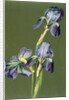Iris by Charles Polisch