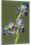 Iris by Charles Polisch