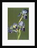 Iris by Charles Polisch