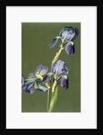 Iris by Charles Polisch