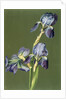 Iris by Charles Polisch