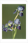 Iris by Charles Polisch