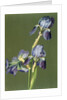 Iris by Charles Polisch