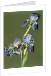 Iris by Charles Polisch