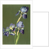 Iris by Charles Polisch