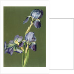 Iris by Charles Polisch