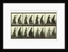 Women chasing another woman with a broom by Eadweard Muybridge
