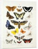 Chart illustrating butterflies and moths by Unknown