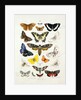 Chart illustrating butterflies and moths by Unknown
