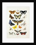 Chart illustrating butterflies and moths by Unknown