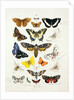 Chart illustrating butterflies and moths by Unknown