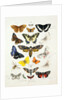 Chart illustrating butterflies and moths by Unknown