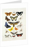 Chart illustrating butterflies and moths by Unknown